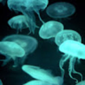 Meet your Posher, Keira